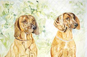 Beijerska viltsp&aring;rare fr&aring;n Sofiero, akvarell