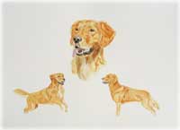 Ilex, temaportr&auml;tt 