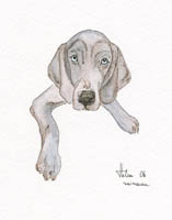 weimaraner
