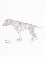 weimaraner