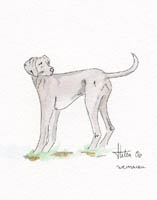 weimaraner